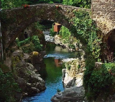 Foresteria Gutula * Bagnone